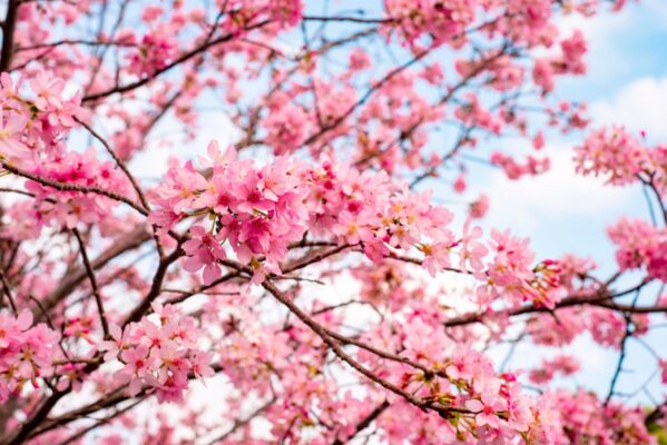 beautiful cherry blossom tree full bloom against blue cloudy sky scaled