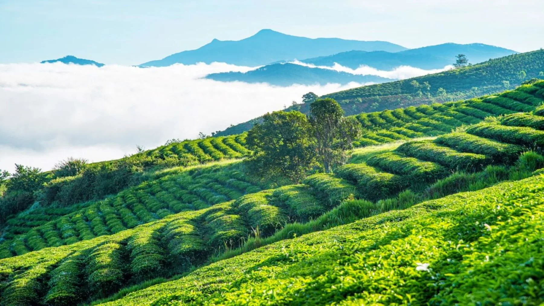 9E5F6FD25D481E1CD1992B2F752344CD jpg